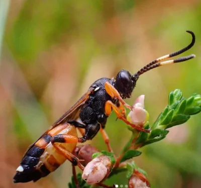 barubar - mirki i mirabelki od #owady #entomologia 
Ustrzeliłem taką oto piękność, t...