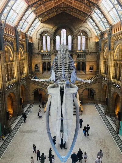 cheeseandonion - Muzeum Historii Naturalnej (ang. Natural History Museum)

#londyn #u...