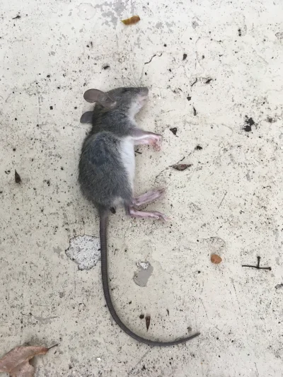 lajsta77 - Czy to mysz czy mały szczur? Można jakos rozróżnić? #smiesznypiesek #spijs...