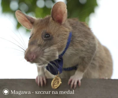 SwiatOze - @SwiatOze: Kambodżański szczur dostał medal za wykrywanie min.

Gryzoń o...