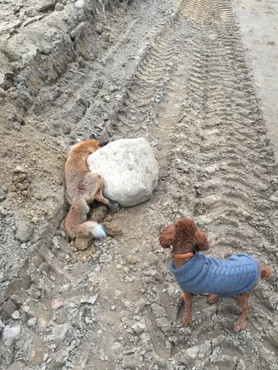 Tygryskrzywyzgryz - Mirki w sumie to dziwna akcja. Byłem na spacerze z piesełem i nat...