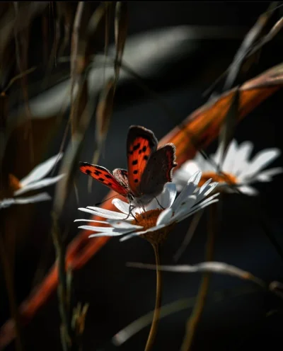 WuDwaKa - #motyl #motyle #owady #natura #przyroda #zwierzeta #fotografia l źródło/aut...