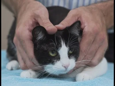 witulo - Specjalista pokazuje jak trzymać różne rodzaje kotów ( ͡° ͜ʖ ͡°)