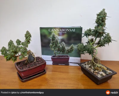 Samol94 - Fajne 

#marihuana #bonsai #kalkazreddita ##!$%@?