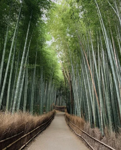 Pani_Asia - bambusowy las w Japonii 

#earthporn #estetyczneobrazki #azylboners #ja...