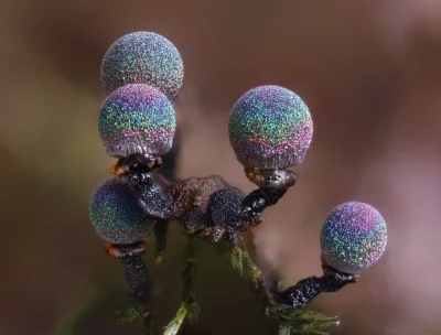 Lifelike - Zarodniki śluzowca Elaeomyxa cerifera
Autor: John Robinson
#photoexplore...