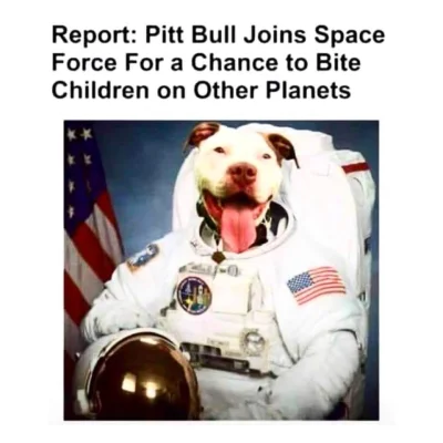 Tarczowy - Pitbull, rozszarpał! 12 latka i jeszcze ludzie chcą takiemu psu zaoferować...