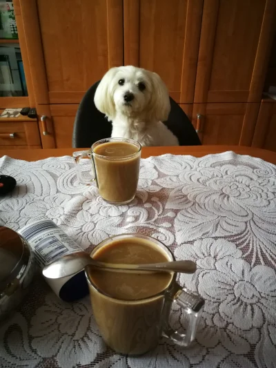 YOUNGBADWHITE - Pije sobie kawusie w doborowym towarzystwie #niedziela #kawa #pies
