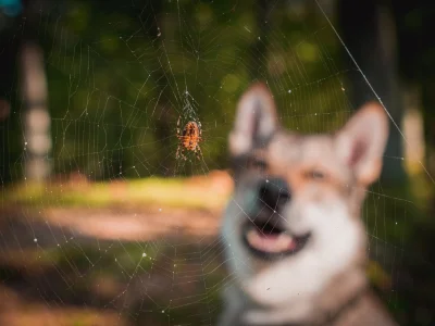 pranko_csv - Wpadłem w sieć.
#prankothewolfdog ✓
#smiesznypiesek