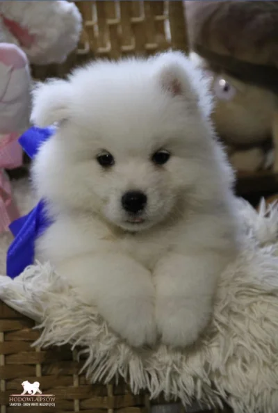 Frutis - Właśnie skończył 7 tygodni ᕙ(✿ ͟ʖ✿)ᕗ #psy #samoyed