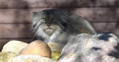 PanMaglev - Manul Magellan przeżył przygodę życia.