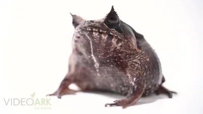 likk - Hemiphractus scutatus

https://www.youtube.com/watch?v=eJcDo92uxzI