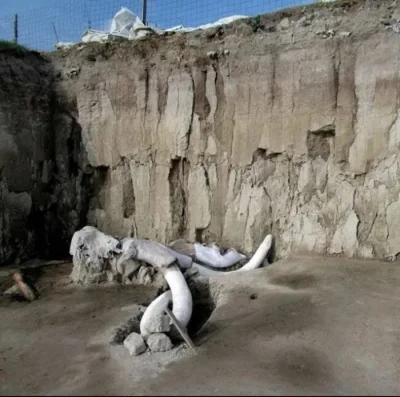 JoeShmoe - Szkielety 60 mamutów zostały odkryte na placu budowy nowego lotniska w Mex...