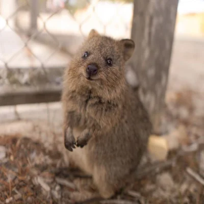 p.....k - #quokkanawczoraj #quokkanadzis #quokka #zwierzaczki