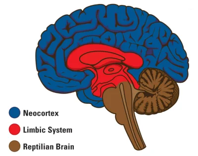 ZOOlogiczna - Podział mózgu na trzy odrębne struktury wg. Paula MacLeana
