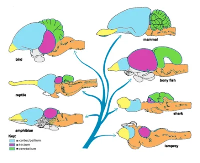 ZOOlogiczna - Faktyczny obraz mózgowia przykładowych zwierząt