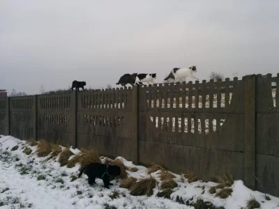 gabikor - @Zarzutkkake: zdjęcie z zeszłego roku ale doskonale pokazuje że koty to tow...