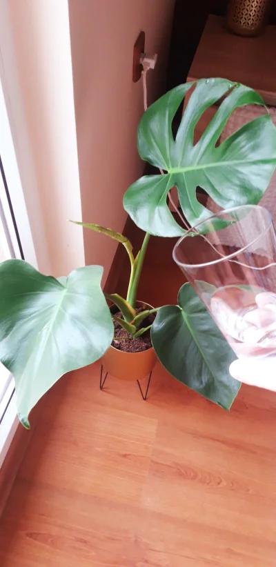 splndid - Dupnij sobie, monstera

#rosliny #kwiaty #heheszki #pasjonaciubogiegozart...