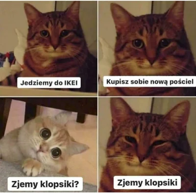 Kocia_mietka - Znalezione w internetach (｡◕‿‿◕｡)

#memy #smiesznekotki