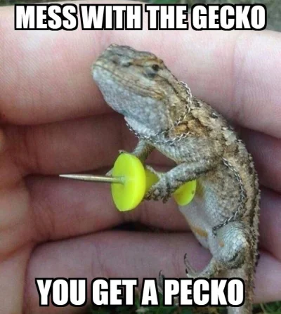 Bigoss - > mess with the gecko you gonna get pecko

@PanPrezes_PL: