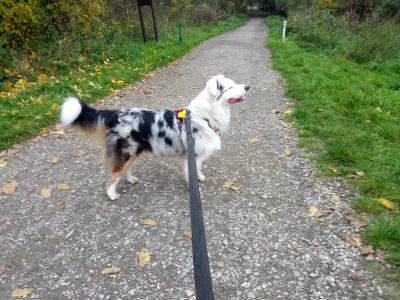 Karcia_Krakow - Logan na jesiennym spacerku. Posiadanie psa w tym okresie to wielkie ...