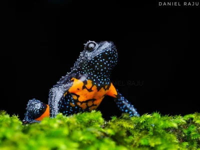 Lifelike - Melanobatrachus indicus
Nazywany potocznie "galaktyczną żabą", płaz bezog...