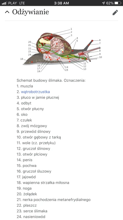 paczelok - Nie spodziewałeś się o tej godzinie ślimaka