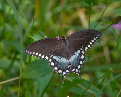 zuchtomek - > Papilio troilus

@Ytarka: