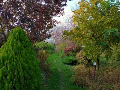 Testuje_Toster - Wszystkie kolory na moim ogrodzie. Pięknie to wygląda. 
#pokazogrod ...