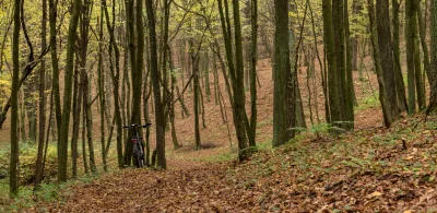 Fafrocel - #rower #fotografia
Nie ma to jak jesienny las.