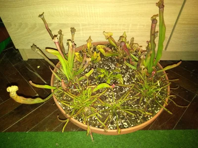 Niewiemja - @yneb: Usychanie liści to standard, tym bardziej przed zimą. Mało światła...