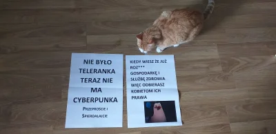 krave - Kot Mieczysław wie co dobre
#protest #pokazkota #koty