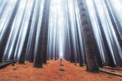 Hoverion - fot. Daniel Tran
Sugar Pine Walk, Australia
#fotografia #zdjecia #hoveri...