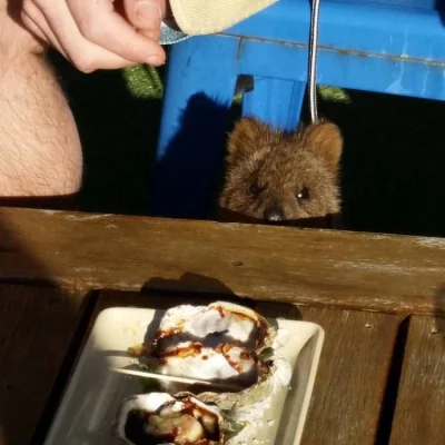 mfek00 - I SEE YOU
#quokka #quokkanadzis #quokkanawieczor #zwierzaczki