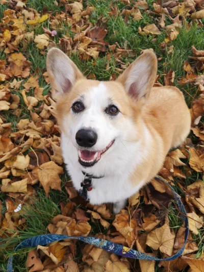 KIJU87 - @totti10: ale taguj #corgi :-) Jak się wabi?

Pozdro od Sheldona.