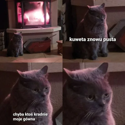 Vito_CorIeone - #koty #heheszki #humorobrazkowy #przypalonykot
