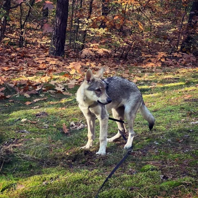Luna_csv - #pokazpsa #lunathewolfdog