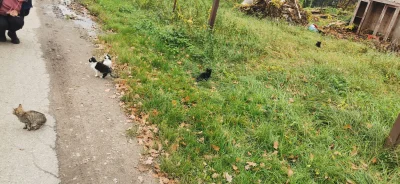 rybeczka - Mirki z #krakow
Nie chce ktoś kota? Chyba 6
 błąkają się po ulicy.

#krako...