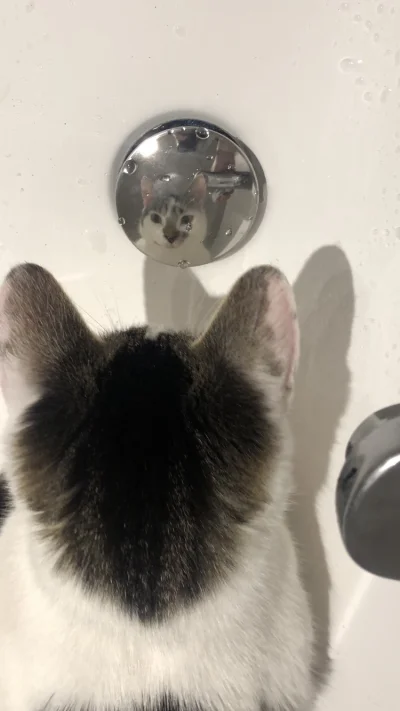 SpokojnaJakCiechocinek - Czy kota w przeglądająca się w korku od umywalki dostanie pl...