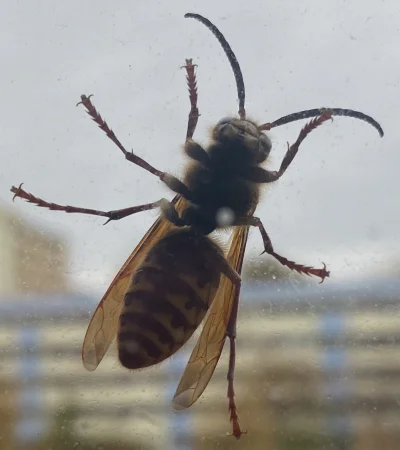 czach - Na dworze zimno i pada. A na oknie w kuchni szerszeń. Szerszeń w listopadzie....