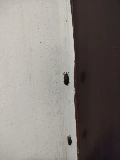 humbakiplywajakluczem - Wie ktoś co to za stworzenie?
#robaki #owady
