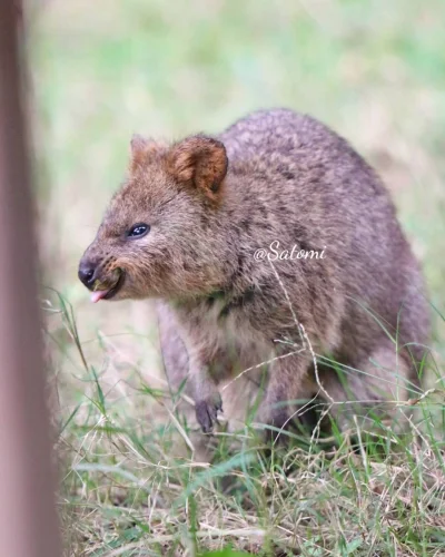 p.....k - Nie pokazuj języka, bo ci krowa nasika :p
#quokka #quokkanadzis #quokkanaw...