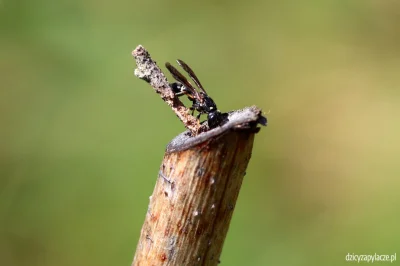 M.....e - Nibolica żywi się nektarem (więc jest zapylaczem), ale dla swojego potomstw...