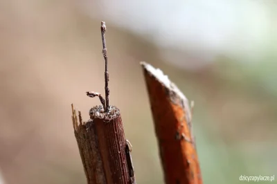 M.....e - Wygląda to rewelacyjne. Szczególnie, gdy pomyślimy o tym, że osy te są tak ...