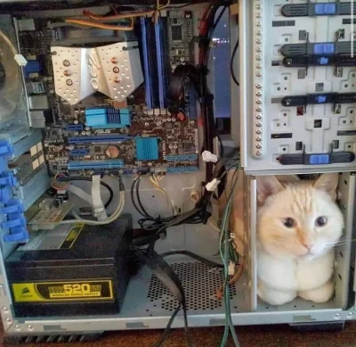 Pani_Asia - #koty #komputery #komputer #kitku #smiesznekotki #zwierzaczki #humorobraz...