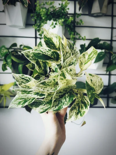 Negaigoto - Moja Królowa! ♥
Epipremnum Marble Queen. 乁(♥ ʖ̯♥)ㄏ
Kto jeszcze nie wie,...