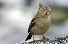 Belzebub - koto-ptak