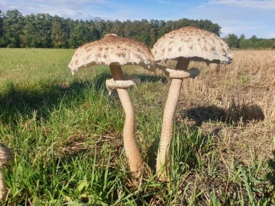 K.....y - Oto jaki wierszyk napisany przez jedną panią znalazłem na grzybiarskim fanp...