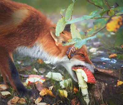 bylem_bordo - Czerwony lis (vulpes vulpes) wcinający czerwonego muchomora. 
Finlandi...