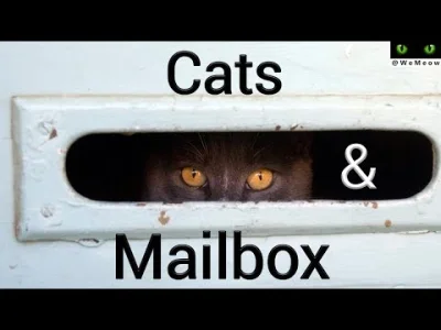 starnak - Mailcats - Cat Attacks Mail Slot i Mailman